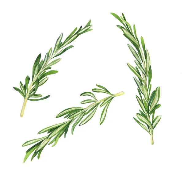 Set Fresh Rosemary Branches Hand Drawn Watercolor Illustration — Stock Photo, Image