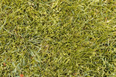 yeşil yaz çim arka plan, yukarıdan görünümü. parkta çimler