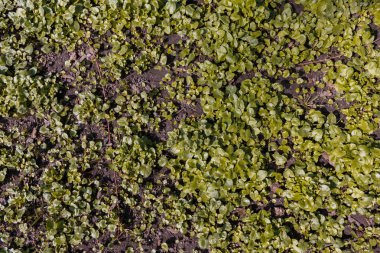 yerde bahar yeşil bitkiler, arka plan. Yeşil yapraklar arka plan.zemin bahar otlar ile kaplı, yukarıdan görünümü