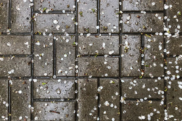 petals of flowers on a gray asphalt. background, texture. fallen petals of apple flowers after the rain on the tile