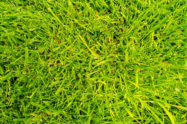 The texture of green grass surface for the background, Top view of grass field