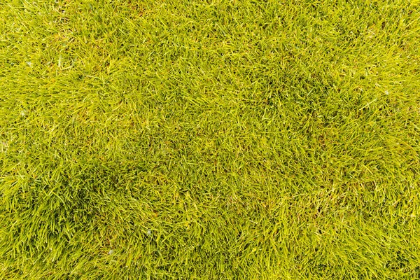 The texture of green grass surface for the background, Top view of grass field