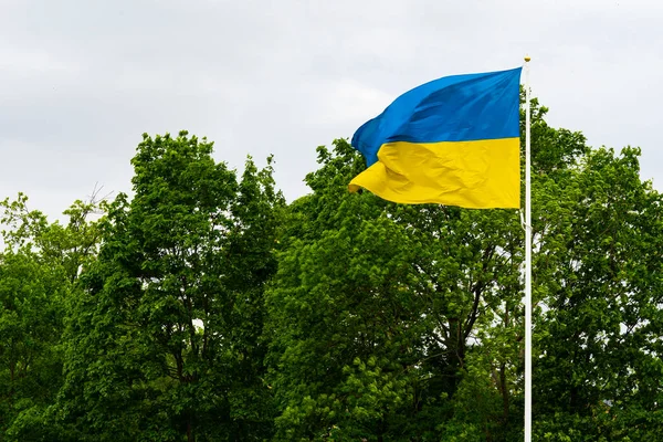 Bendera Ukraina Pada Latar Belakang Langit Abu Abu Dan Pohon — Stok Foto