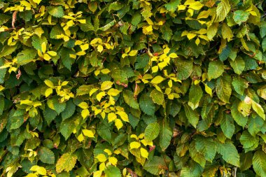 Güzel sonbahar yaprakları. Yağmurdan sonra yeşil yapraklar