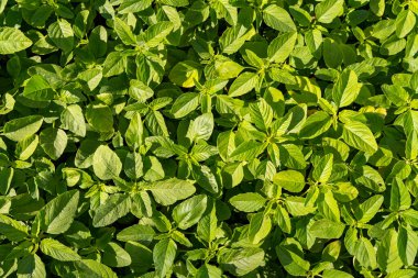 Çalı yapraklarının bahar arkaplanı. Gün batımında parkta yeşil yapraklardan bir halı.