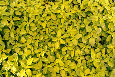 Sarı yaprakların arka planı, yukarıdan görüş. Bahçe bakımı ve park sanatı. Bitkiler, doğa, ekoloji konsepti