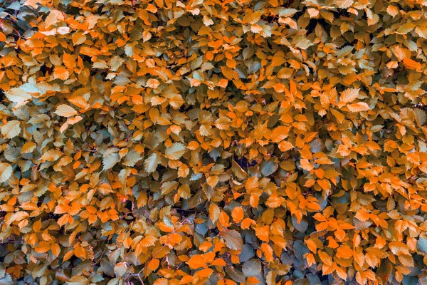 Röd Och Orange Buske Blad Bakgrund — Stockfoto