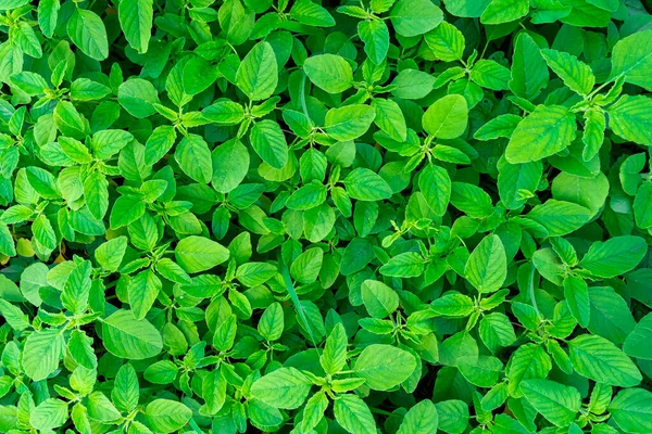 Fundo Primavera Folhas Arbusto Conceito Arte Parque Tapete Folhas Verdes — Fotografia de Stock