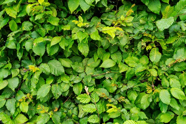 Arbusto Verde Natural Hojas Fondo Trabajos Jardín Muchas Hojas Verdes — Foto de Stock