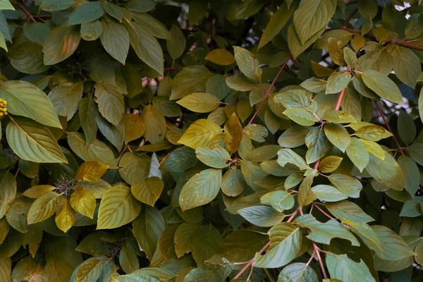 Primer Plano Vista Naturaleza Textura Hoja Amarilla Verde — Foto de Stock