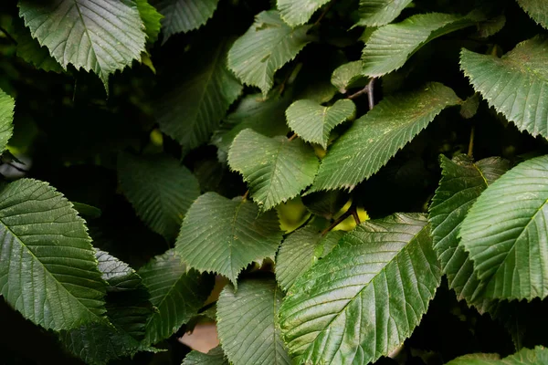 Fondo Las Hojas Verdes Frescas Puede Utilizar Como Fondo — Foto de Stock