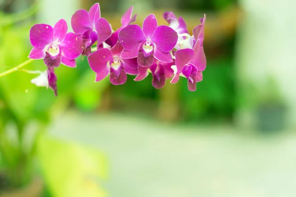 Doğal arka planı olan güzel bir orkide çiçeği..