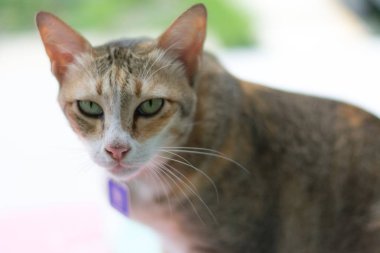 Ev, ortasında bir kedi görüntüsünü doğal olarak, bir yaka ve yakın bir yere kadar vardır.