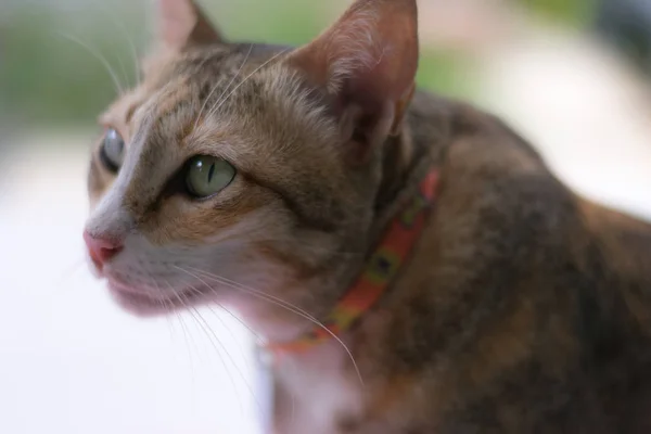 Siyam kediler oturup yere.