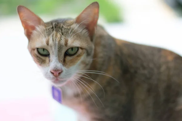 Ev, ortasında bir kedi görüntüsünü doğal olarak, bir yaka ve yakın bir yere kadar vardır.