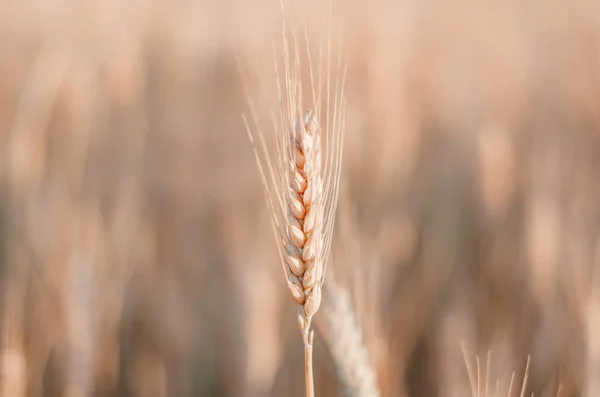 Een Prachtige Gouden Spikelet Opvalt Een Veld Tussen Een Veld — Stockfoto