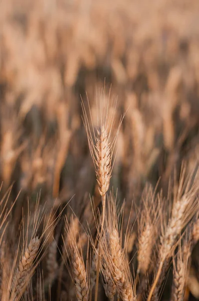 Een Mooie Gele Spikelet Opvalt Een Veld Tussen Een Veld — Stockfoto