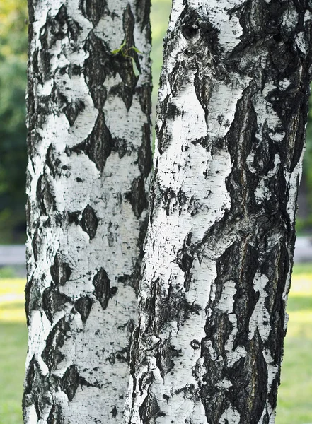 Fern, bitki, flora, doku