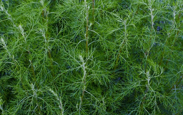 Fern, bitki, flora, doku