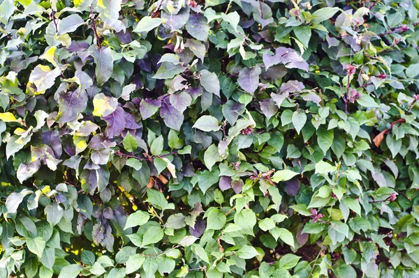 Fern, bitki, flora, doku