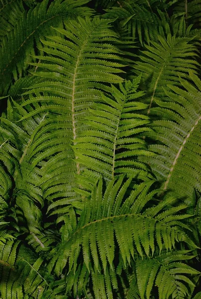 Fern, bitki, flora, doku