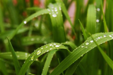 Dandelions ve yağmur sonra otlar