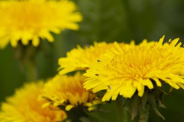 Dandelions ve yağmur sonra otlar