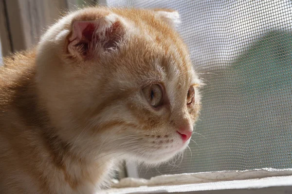 En sevdiğim senin yavru kedi fotoğraf oturumunda