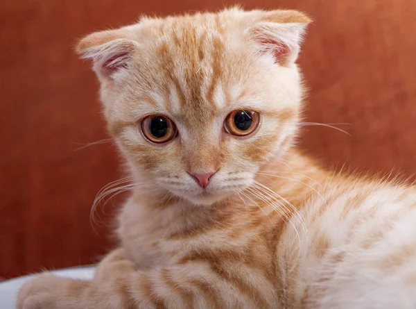 En sevdiğim senin yavru kedi fotoğraf oturumunda