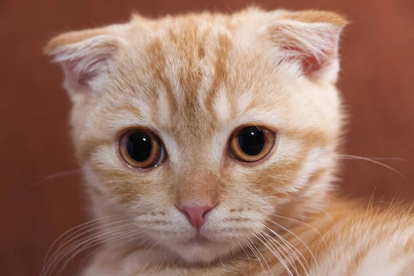 En sevdiğim senin yavru kedi fotoğraf oturumunda