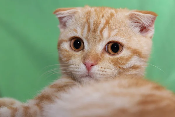 En sevdiğim senin yavru kedi fotoğraf oturumunda