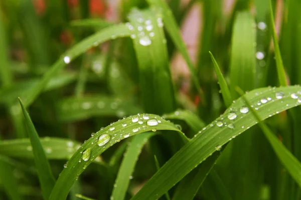 Dandelions ve yağmur sonra otlar