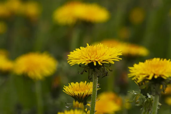 Dandelions ve yağmur sonra otlar