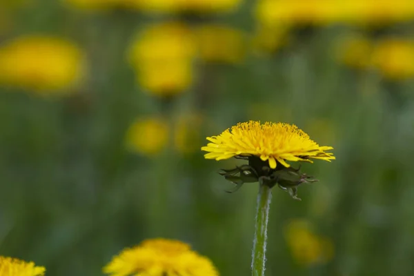 Dandelions ve yağmur sonra otlar