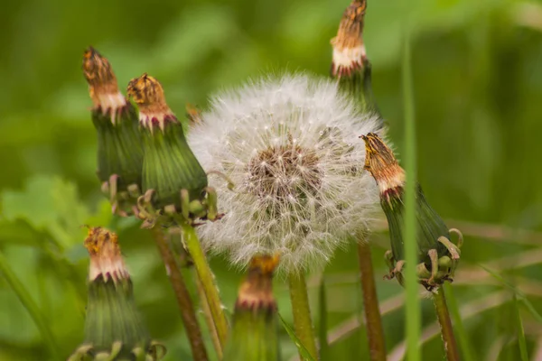Dandelions ve yağmur sonra otlar