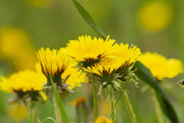 Dandelions ve yağmur sonra otlar