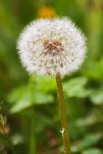 Dandelions ve yağmur sonra otlar