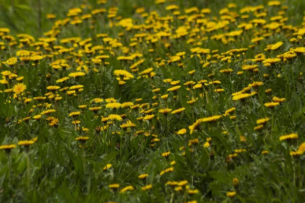Dandelions ve yağmur sonra otlar