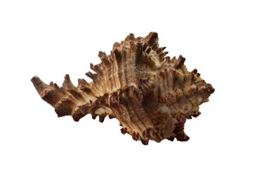 Karadeniz kabuğundan