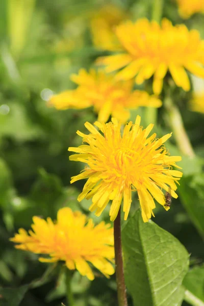 Dandelions ve yağmur sonra otlar