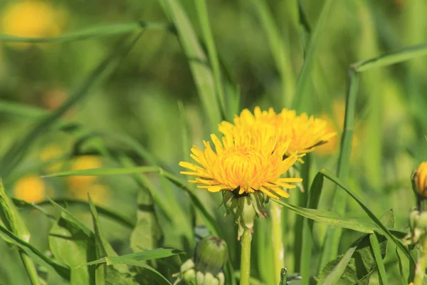 Dandelions ve yağmur sonra otlar