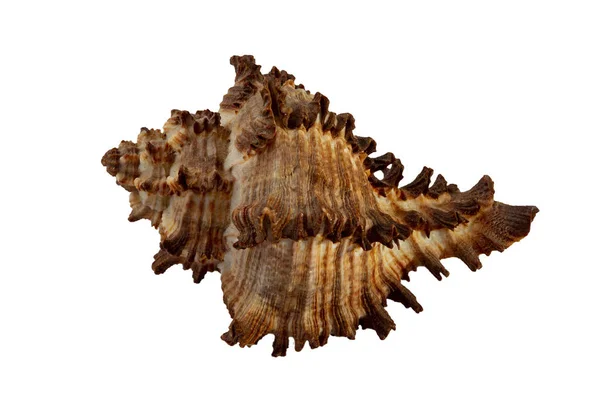 Karadeniz kabuğundan