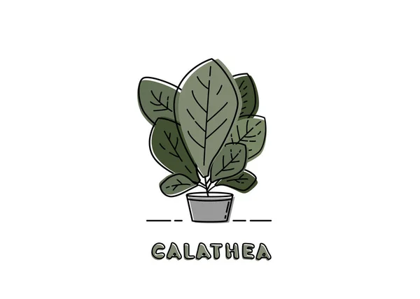 Calathea kolovrátek na hrnec. Vektor illustraton. — Stockový vektor