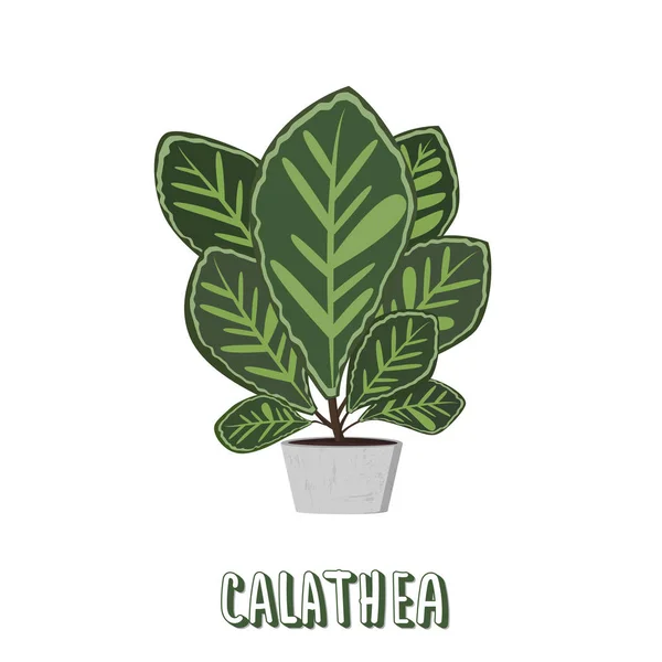 Calathea na květináč cement. Vektorové ilustrace. — Stockový vektor