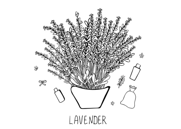 Conjunto de composición de lavanda en estilo doodle . — Archivo Imágenes Vectoriales