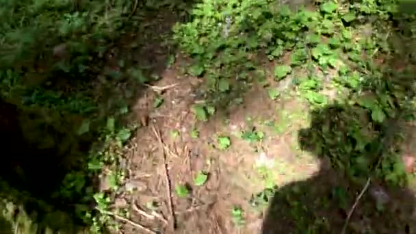 Mulher correr e gravar um vídeo e seeng um esquilo vermelho no pinheiro no dia de verão — Vídeo de Stock