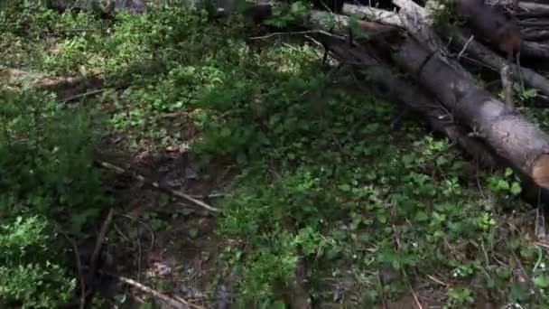 Wald mit umgestürzten Kiefern am Sommertag — Stockvideo