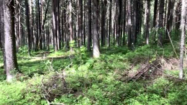 Floresta com pinheiros no dia de verão — Vídeo de Stock