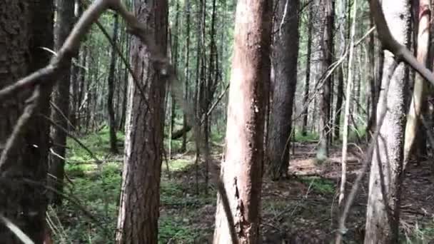 Bosque con pinos en el día de verano — Vídeo de stock