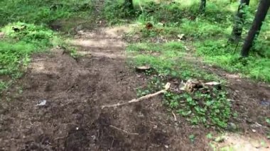 Yaz günü çam ağaçları ile Orman